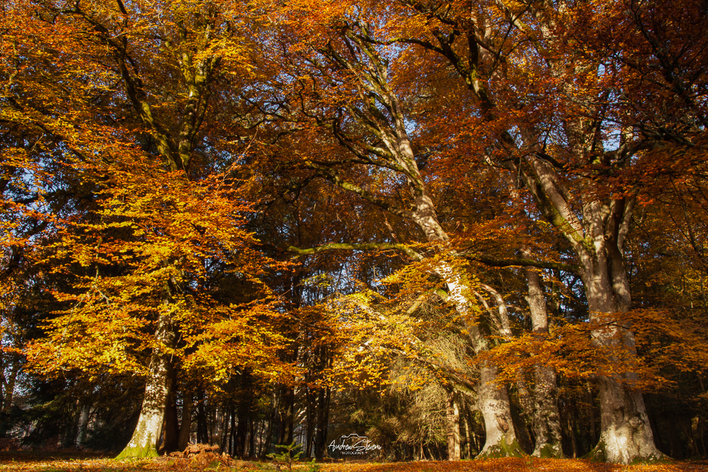 Bolderwood, Autumnal Canopy